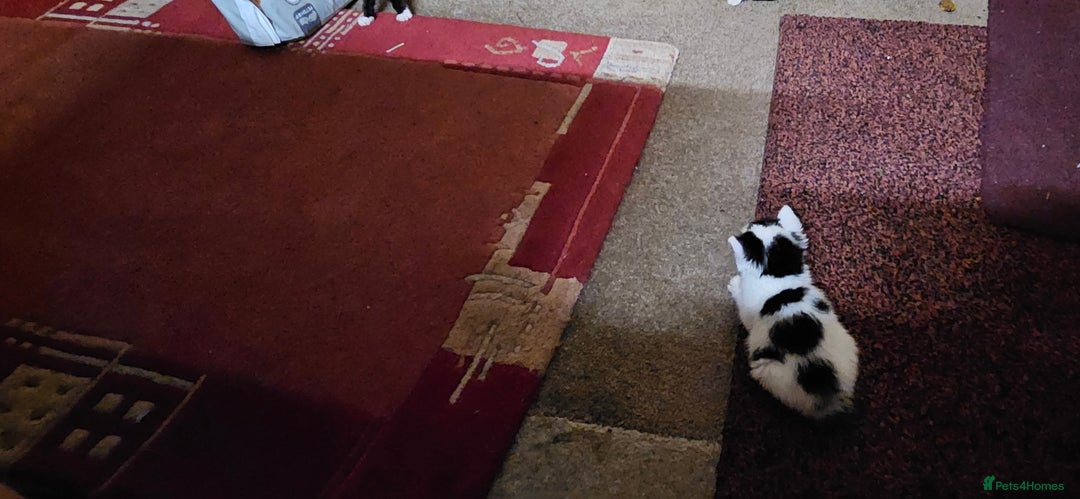 Mixed Breed cats for sale: Kittens - Advert 10