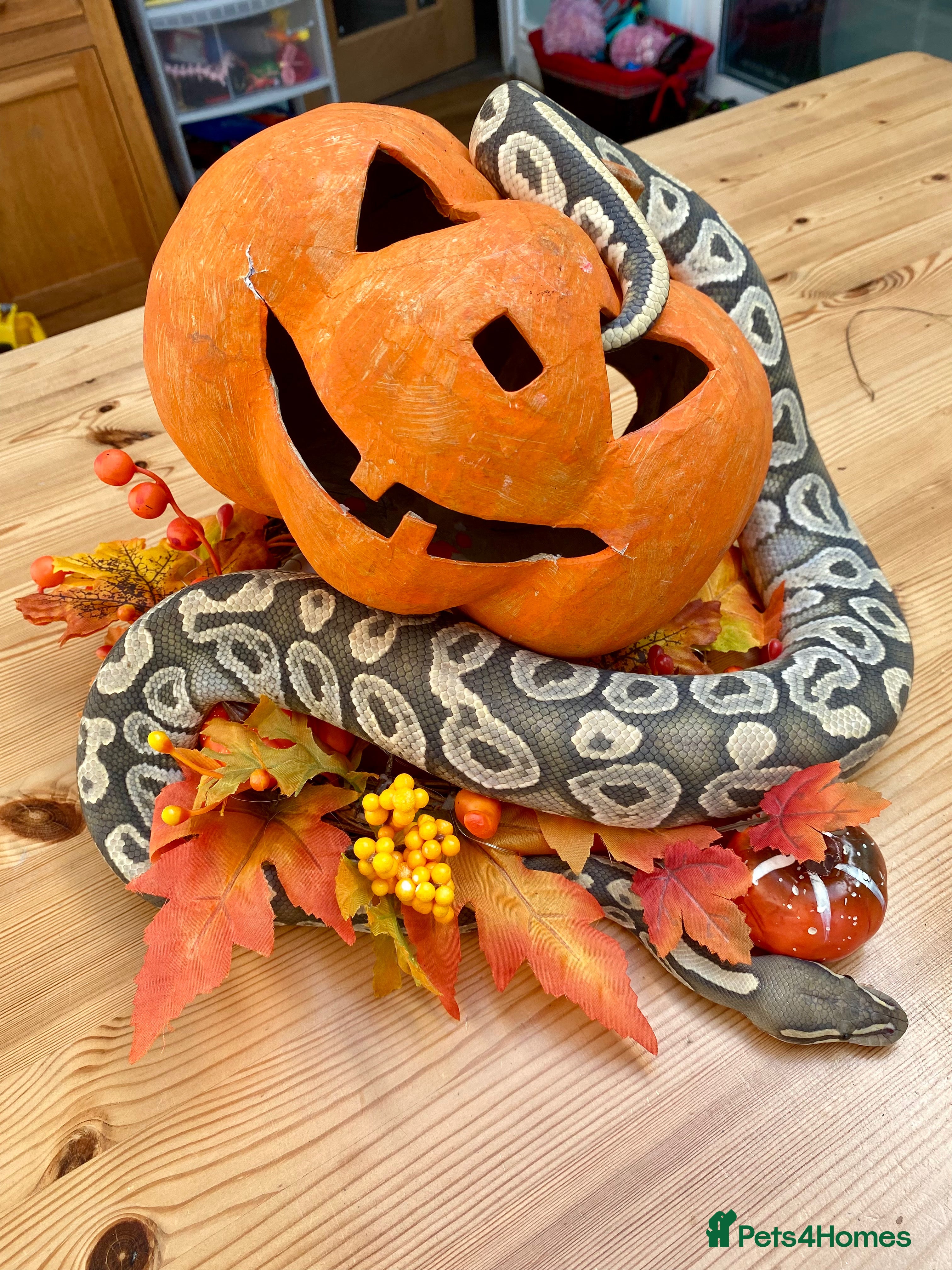 Python Snake reptiles Royal python Hypo Mojave  - Advert 22