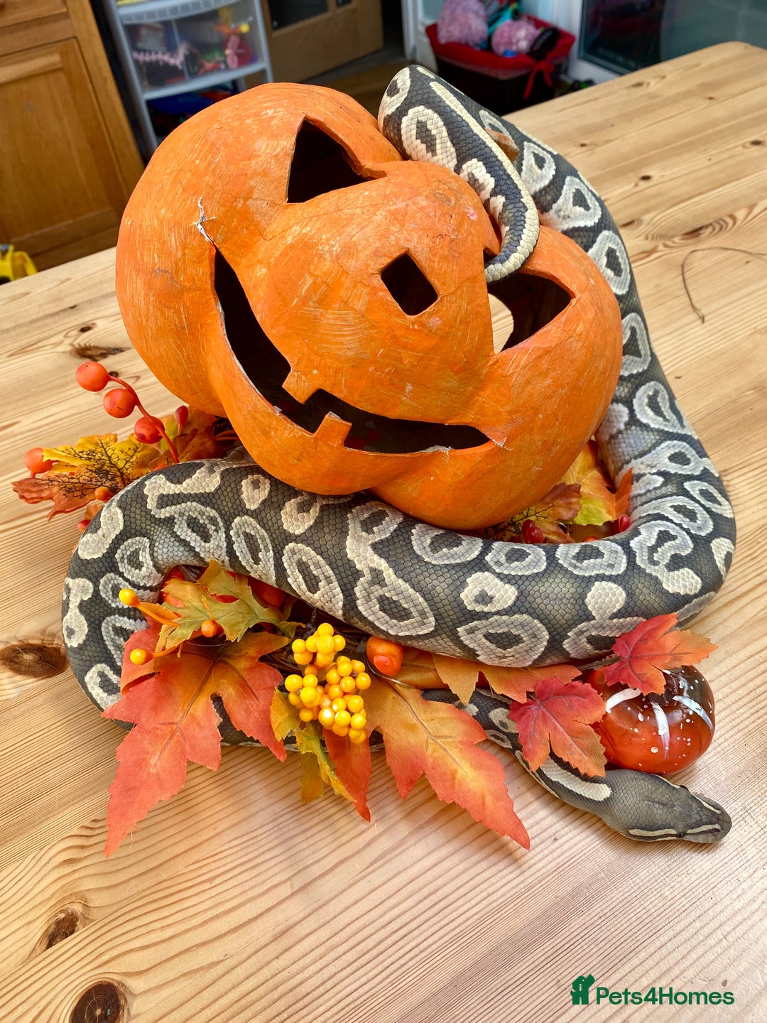 Python Snake reptiles for sale: Royal pythons looking for new homes  - Advert 3