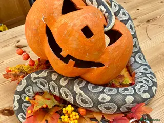 Python Snake reptiles Royal python Hypo Mojave - Advert 22