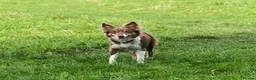 Border Collie dogs for sale: Fabulous Red Border Collie Puppies - Advert 24
