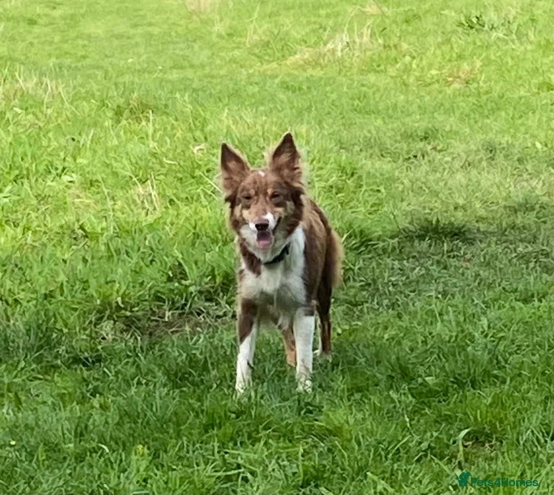 Border Collie dogs for sale: Fabulous Red Border Collie Puppies - Advert 24
