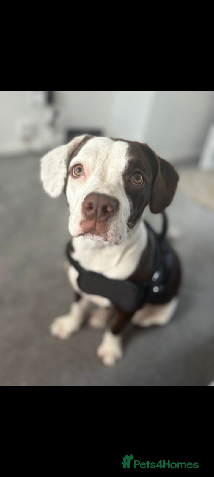 Mixed Breed dogs Stella  - Advert 5