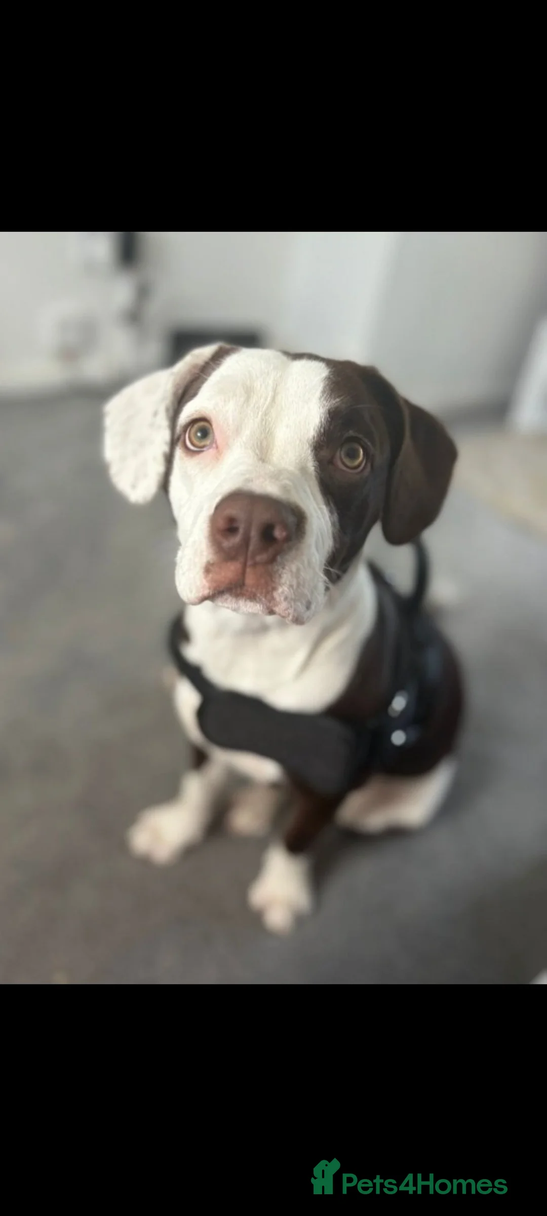Mixed Breed dogs for sale: Stella  - Advert 1