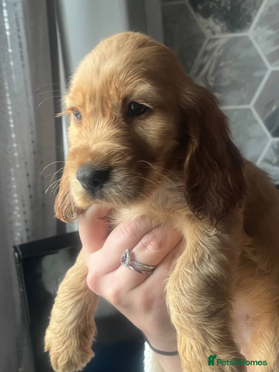 Cocker Spaniel dogs 1 Gorgeous golden boy ready now 💙 - Advert 6
