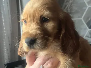 Cocker Spaniel dogs 1 Gorgeous golden boy ready now 💙 - Advert 15