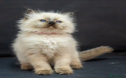 Ragdoll cats for sale: Beautiful ragdoll kittens  - Image 1
