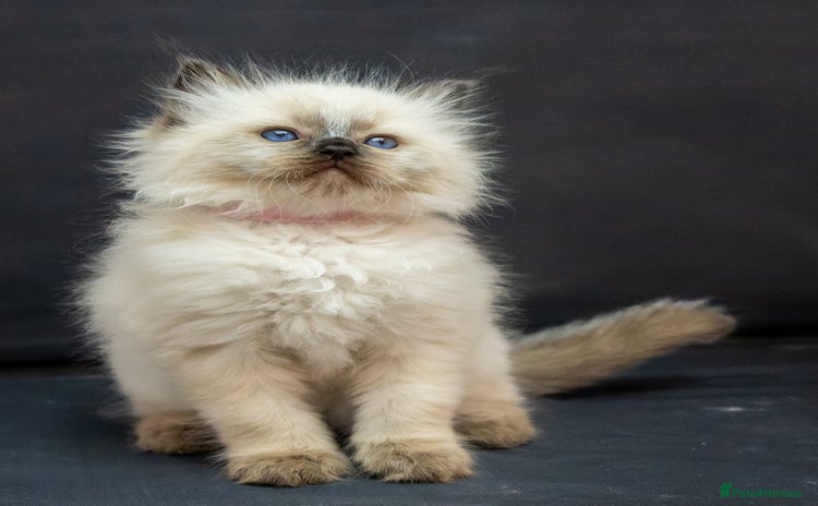 Ragdoll cats for sale - Advert 1