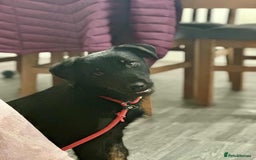 Mixed Breed dogs for adoption: TUX Small body BIG personality - Image 2