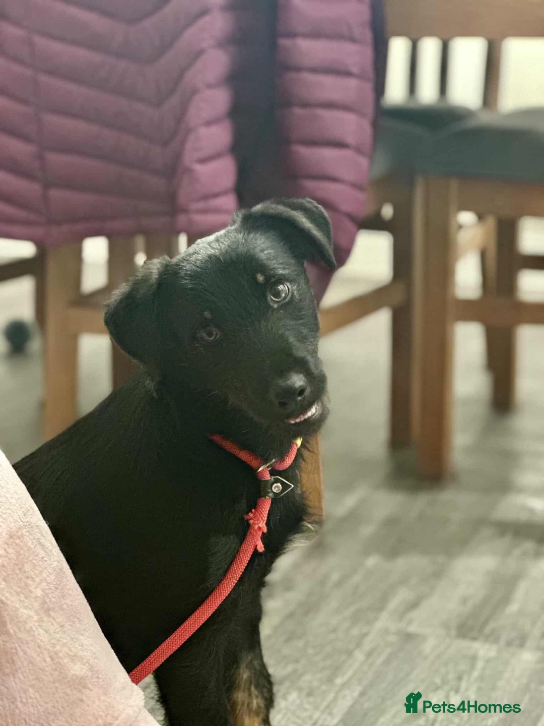 Mixed Breed dogs for adoption: TUX Small body BIG personality - Image 2