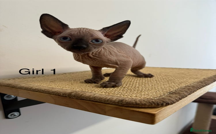 Sphynx cats - Advert 12