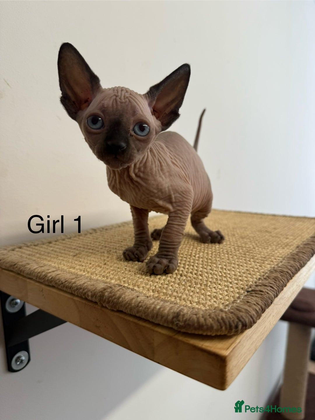 Sphynx cats for sale: Sphynx Kittens – Ready for Their Forever home soon - Image 1