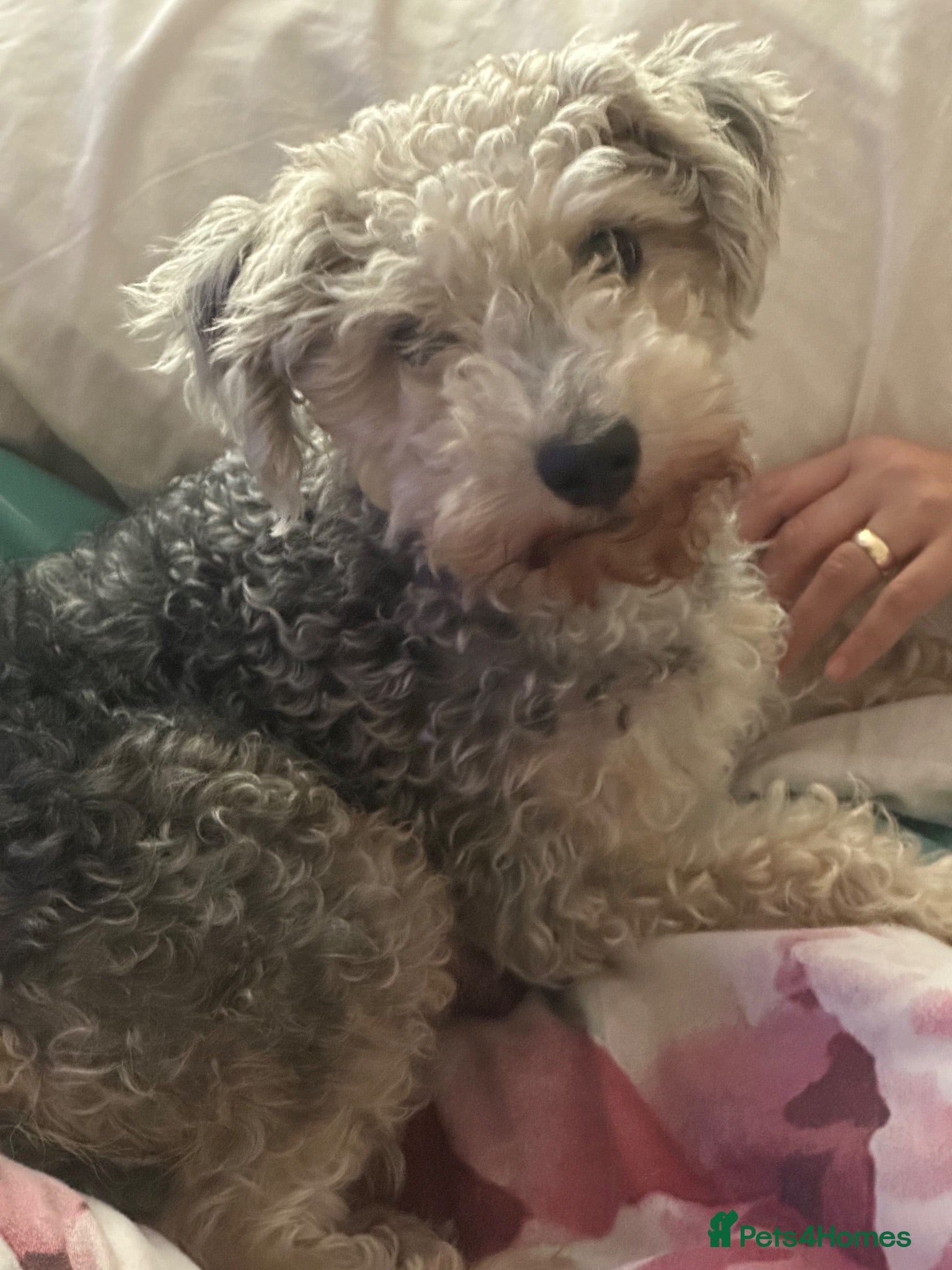 Mixed Breed dogs  BORDER TERRIER X BEDLINGTON TERRIER  - Advert 1