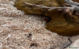 Corn Snake reptiles for sale: Corn Snake  - Image 2