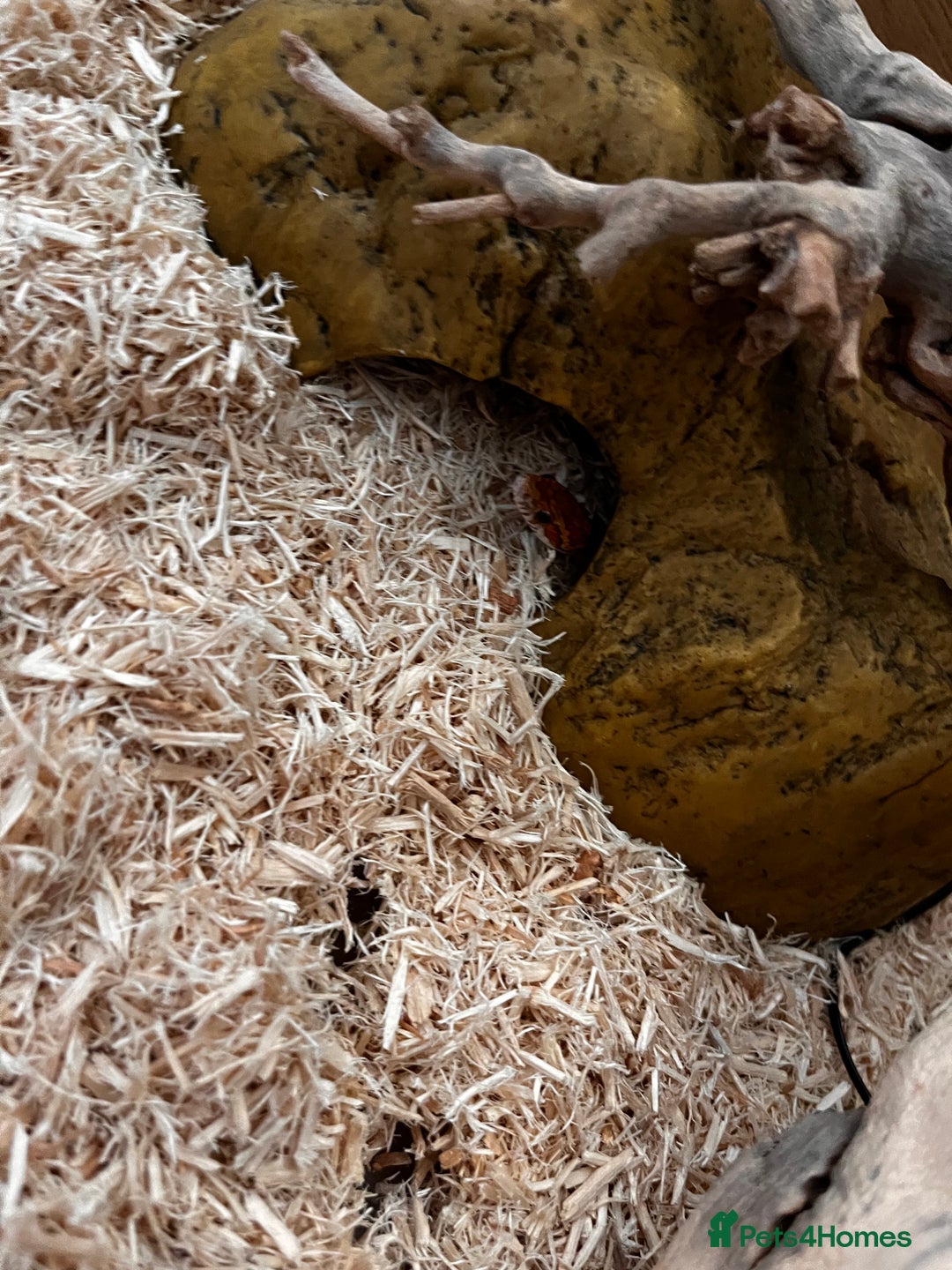 Corn Snake reptiles for sale: Corn Snake  - Image 2