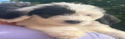 Old English Sheepdog dogs for sale: Old English x St Bernard SCOTLAND - Advert 4