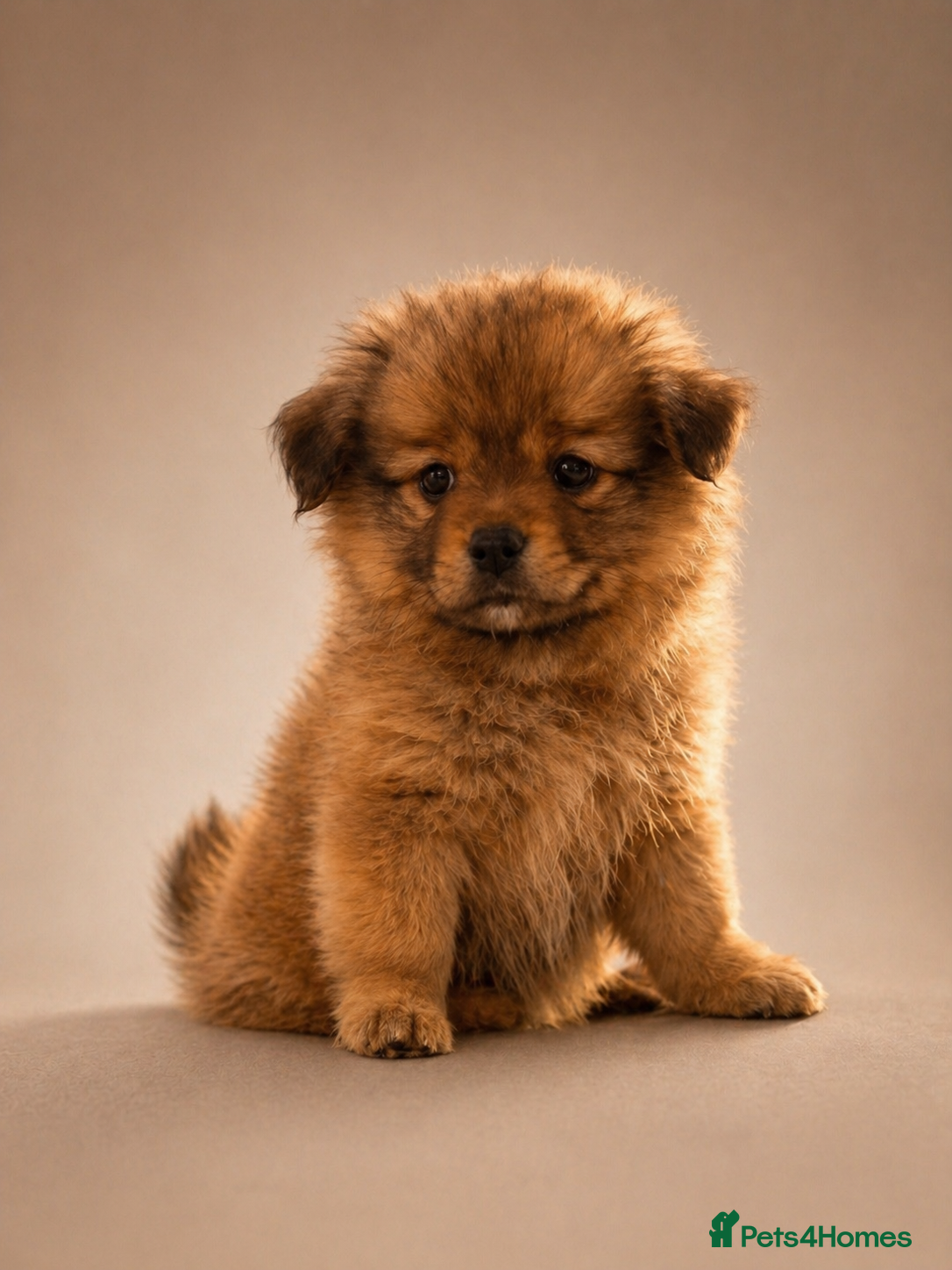 Pomchi dogs 💎 Luxury Teddy Bear Pomeranian Mix Puppies  - Advert 2