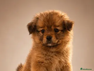 Pomchi dogs 💎 Luxury Teddy Bear Pomeranian Mix Puppies - Advert 2