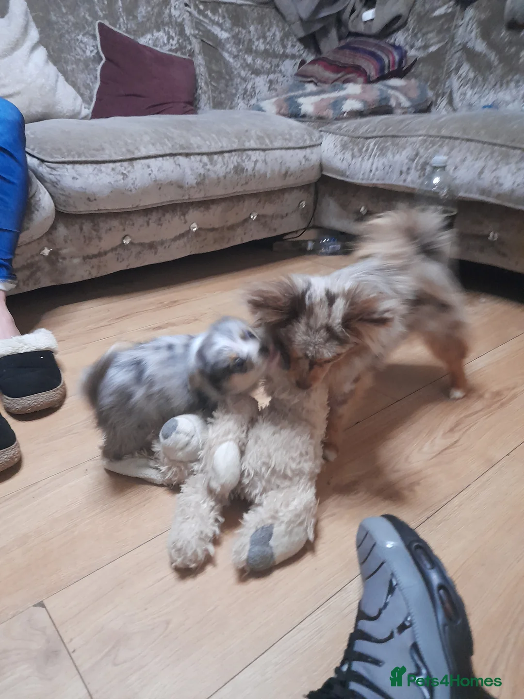 Pomchi dogs for sale: lovley little girl toy pomchi she has 4/5 coulour  - Advert 3