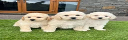 Poochon dogs for sale: Poochon Puppies - Advert 12