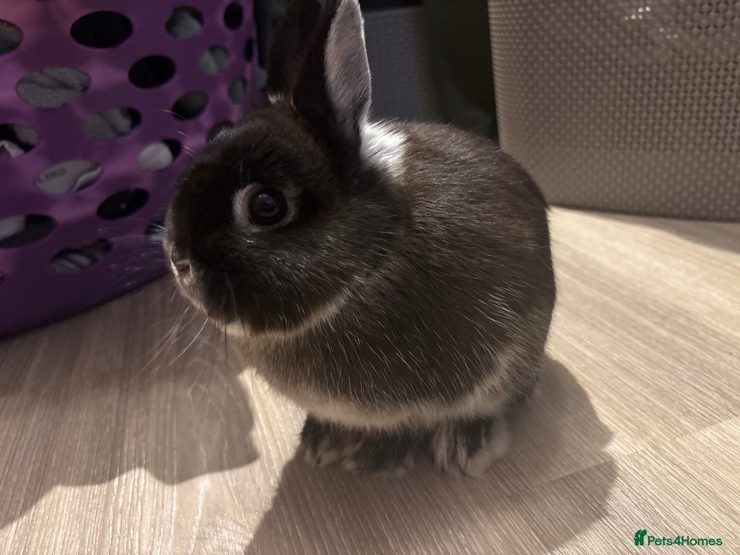 Netherland Dwarf rabbits for sale: Netherland Dwarf Bunnies - Advert 6