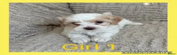Maltipoo dogs for sale: Beautiful Maltipoo Puppies  - Advert 31