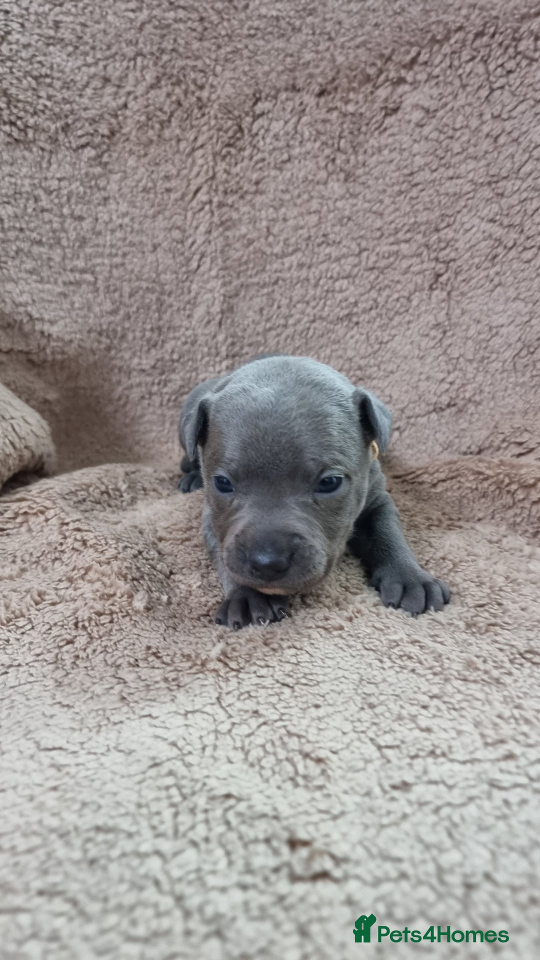 Staffordshire Bull Terrier dogs for sale: Dewellsblue - Advert 16