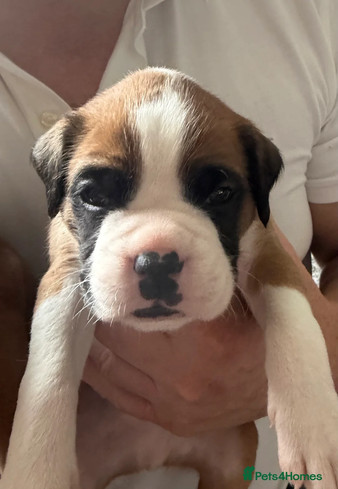 Boxer dogs for sale: Outstanding Boxer Litter. - Advert 2