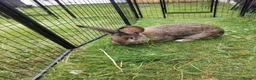 Continental Giant rabbits for sale: Pure continental giant rabbit male  - Advert 1
