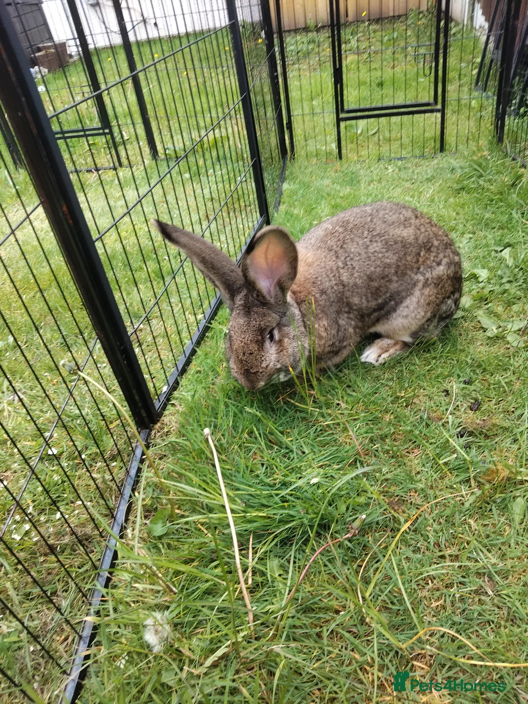 Continental Giant rabbits for sale: Pure continental giant rabbit male  - Advert 1