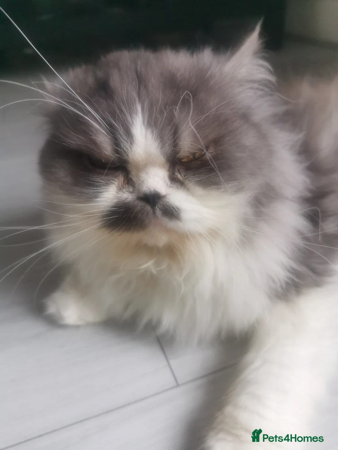 Persian cats for sale: Lovely persian cat for sale  - Advert 13