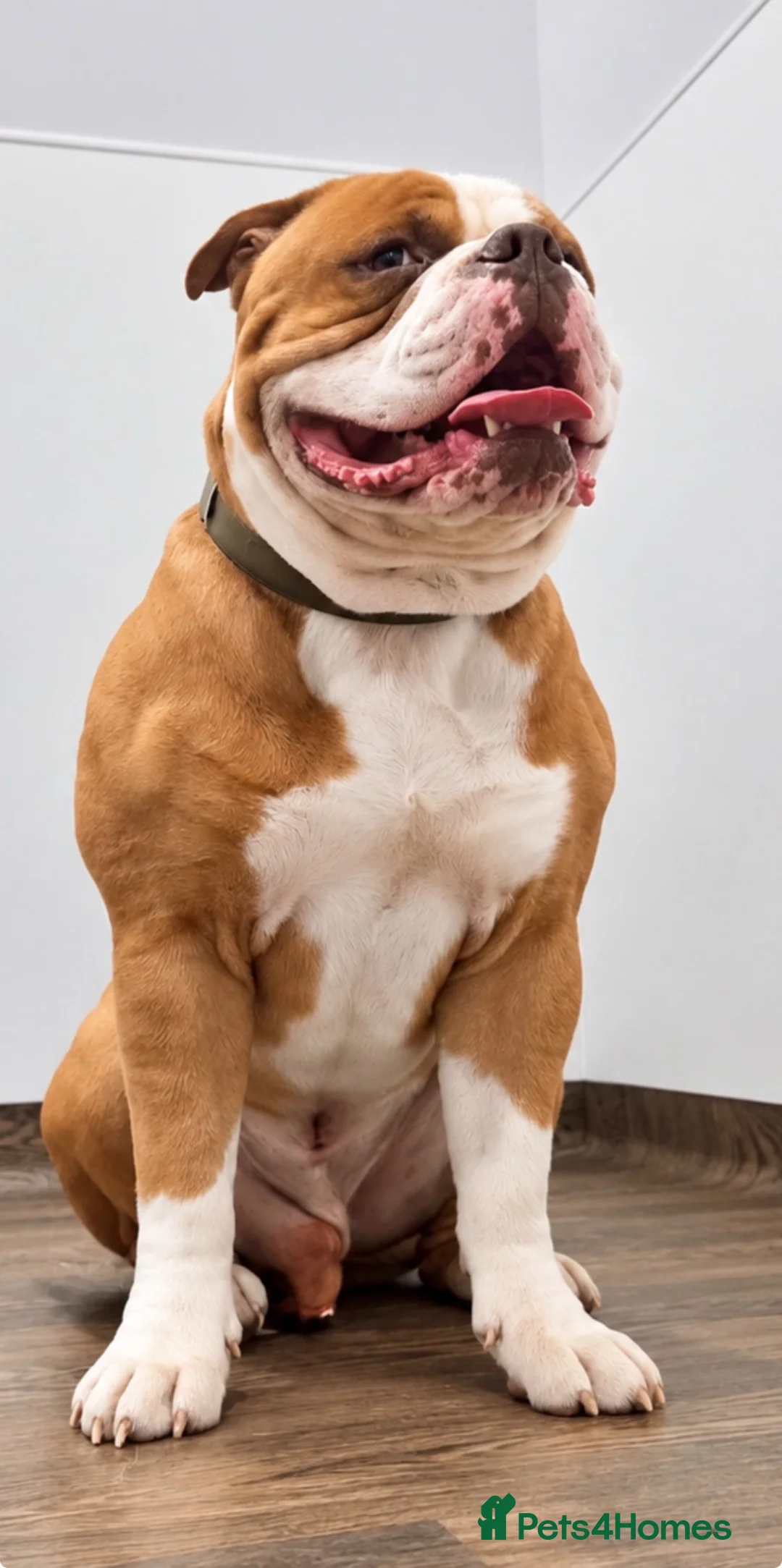 American Bulldog dogs for sale: Beautiful Johnson Type American Bulldog Puppies - Advert 2