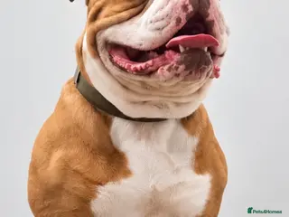 American Bulldog dogs Beautiful Johnson Type American Bulldog Puppies - Advert 2