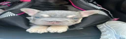 French Bulldog dogs for sale: French Bulldog Blue & Platinum Puppies  - Advert 3