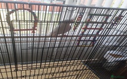 Cockatiels birds for sale: Male cockateil  - Image 5