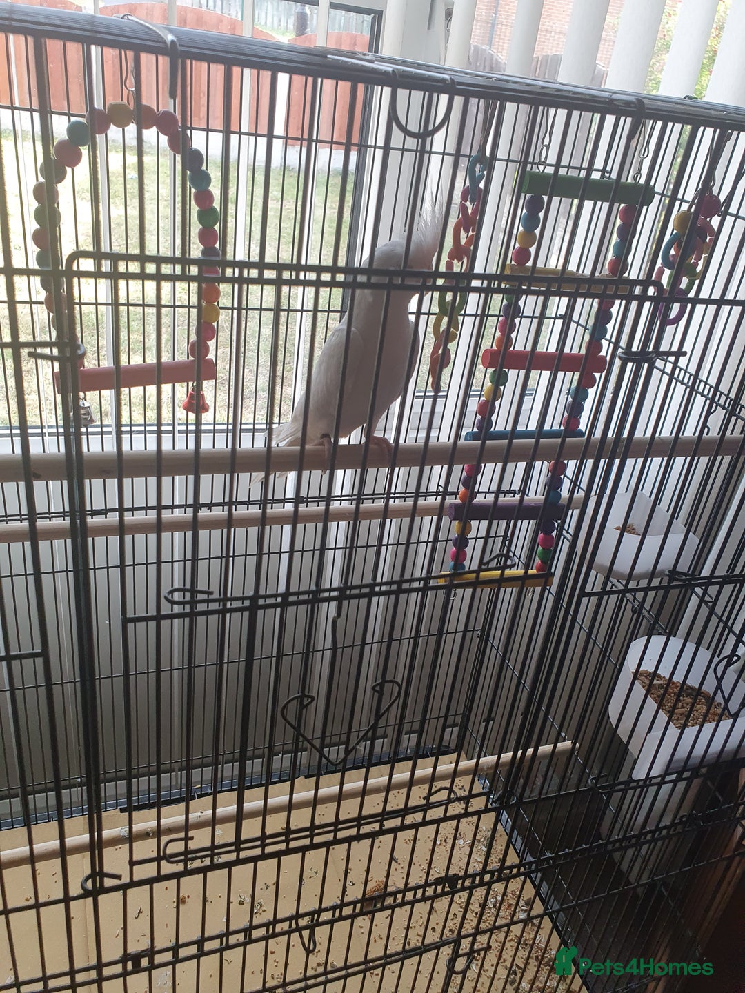 Cockatiels birds for sale: Male cockateil  - Image 5