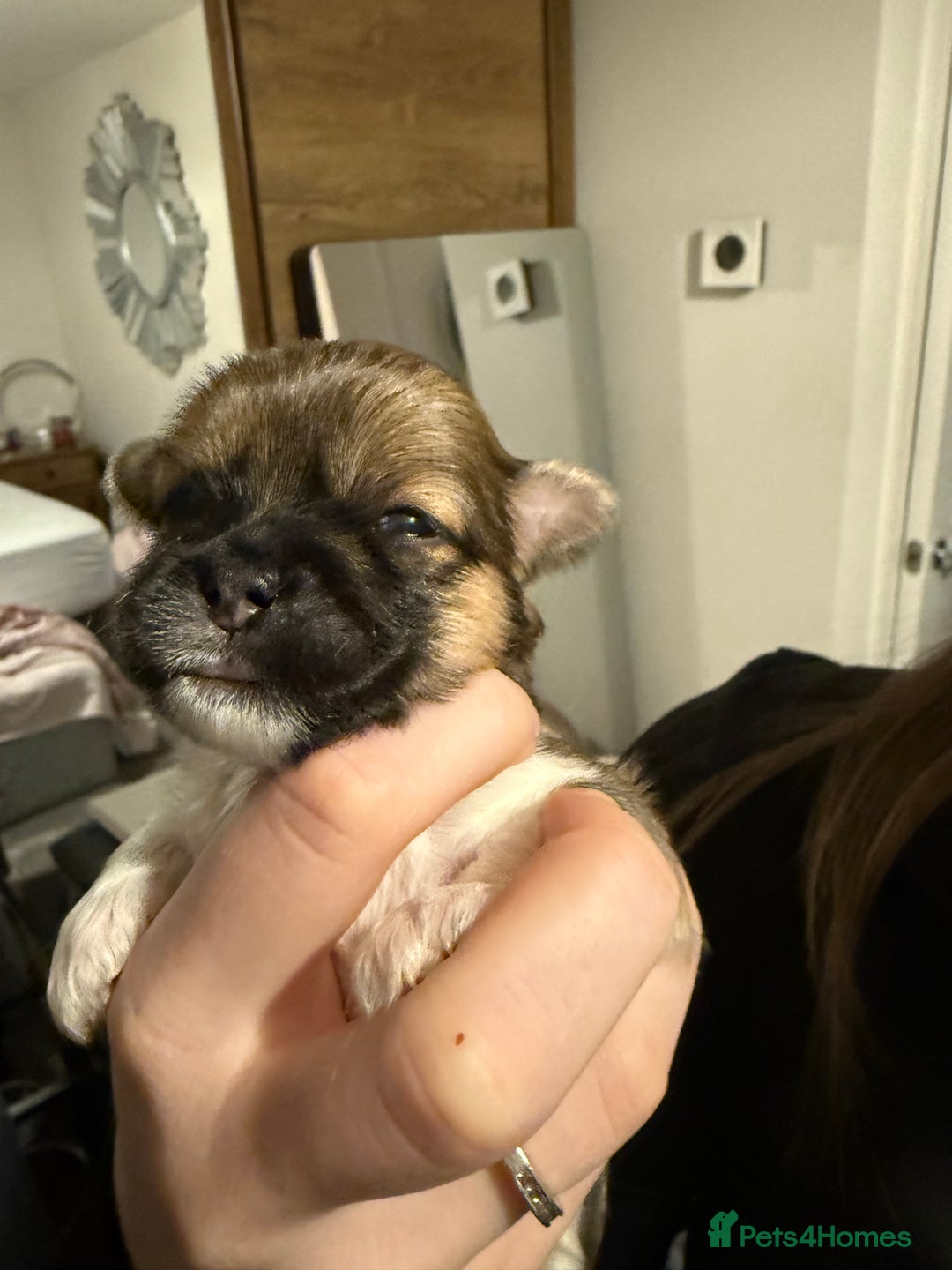 Lhasa Apso dogs for sale: 6 beautiful Lhasa apsos  - Image 15