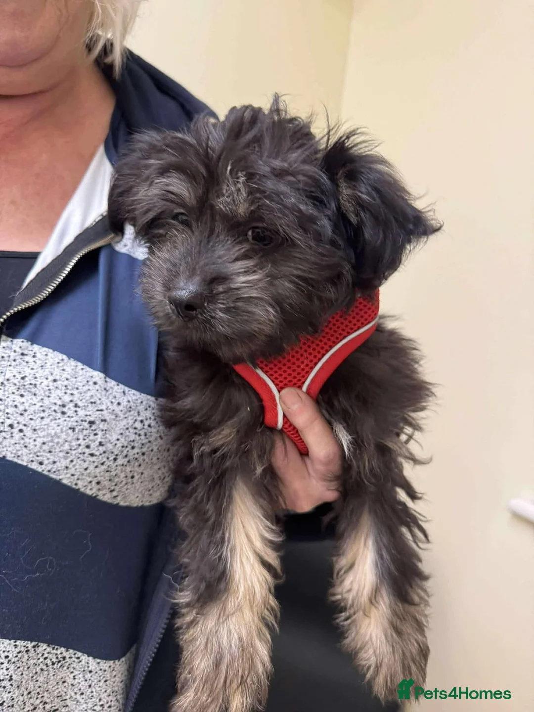 Mixed Breed dogs for adoption: Chopper - Hingham Norfolk  - Advert 4