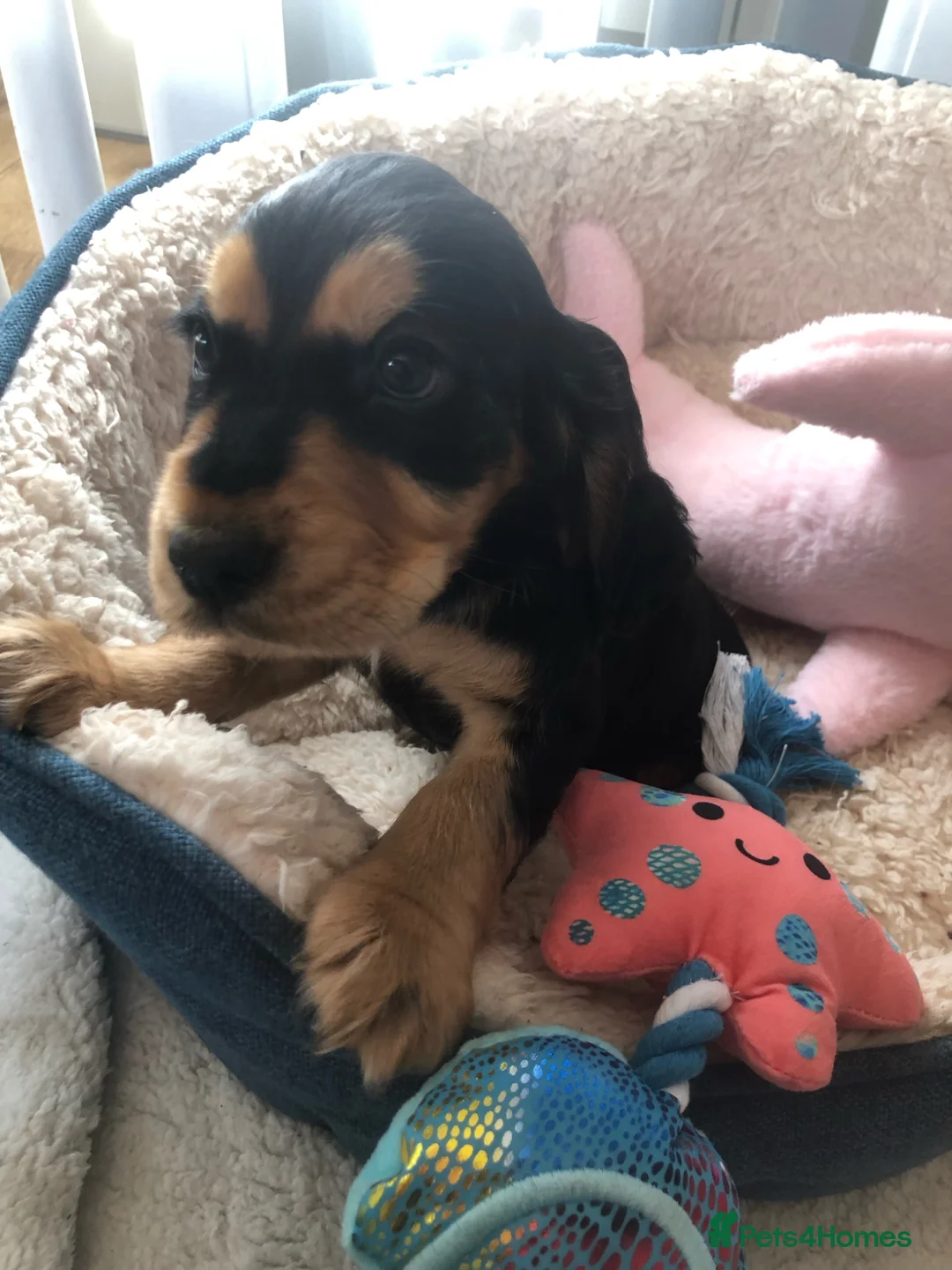 Cocker Spaniel dogs for sale: Amazing chunky  beautiful puppies KC reg  - Advert 2