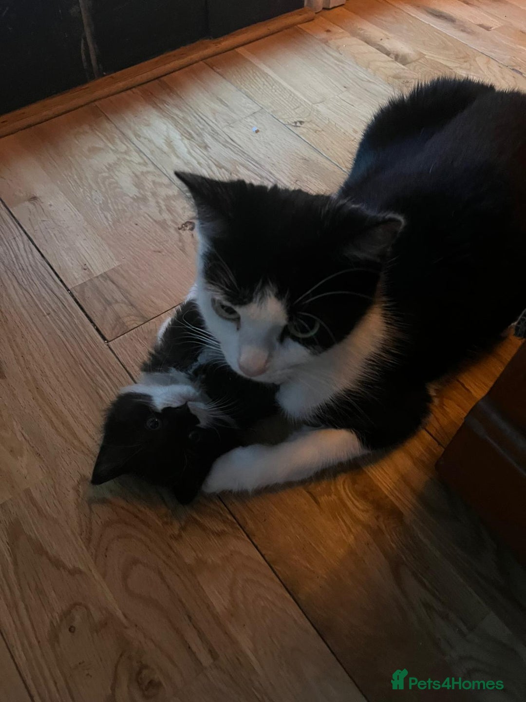 Mixed Breed cats for sale: Cats for sale - Image 4