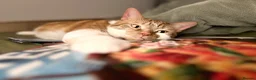 Domestic Shorthair cats for sale:     Friendly 2-Year-Old Male Cat for Adoption - Advert 8