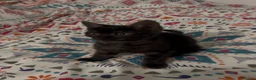 Mixed Breed cats for sale: 1 Black kitten ready for her new home Macclesfield - Advert 8