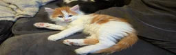 Mixed Breed cats for sale: Beautiful 9 Week Old Mixed Breed Kittens Ready Now - Advert 35