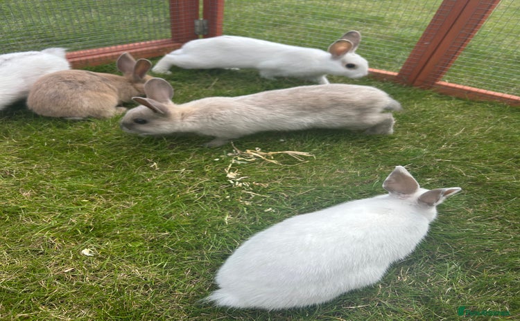 Mixed Breed rabbits - Advert 2