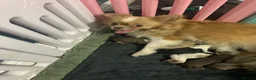 Chihuahua dogs for sale: Chihuahua puppies  - Advert 1