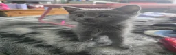Persian cats for sale: 3 beautiful kittens ready now  - Advert 29