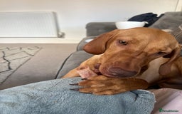 Hungarian Vizsla dogs for sale: Male Hungarian vizsla to rehome  - Image 5