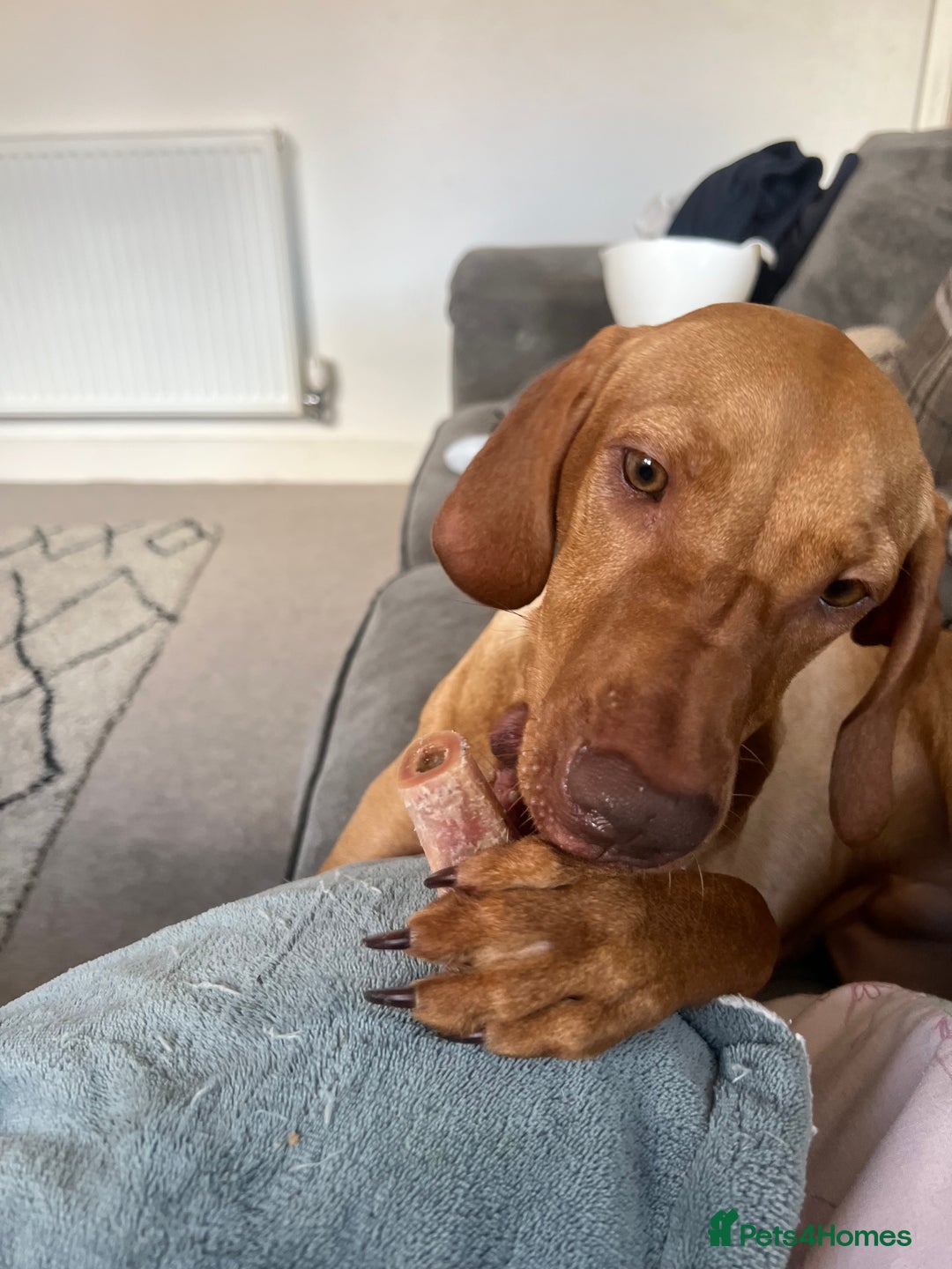 Hungarian Vizsla dogs for sale: Male Hungarian vizsla to rehome  - Image 5