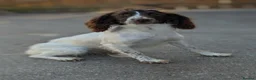 English Springer Spaniel dogs for sale: KC registered English springer spaniels  in Newcastle upon Tyne - Advert 2