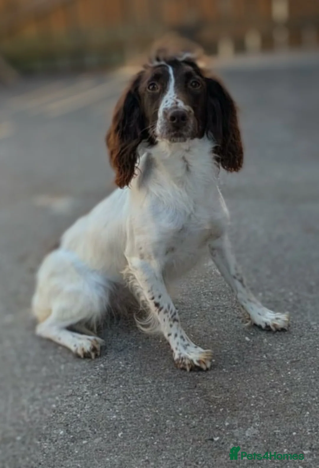English Springer Spaniel dogs for sale: KC registered English springer spaniels  in Newcastle upon Tyne - Advert 2